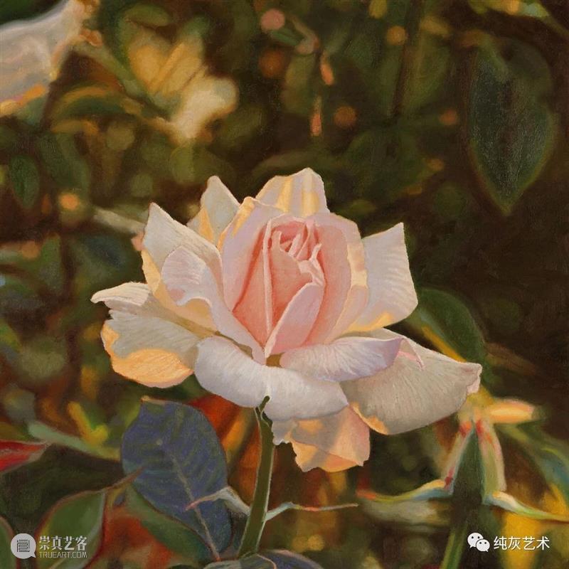 自然光下的写实花卉 自然光 花卉 美国 画家 Jeffrey Vaughn 风景 工作 作品 自然世界 崇真艺客