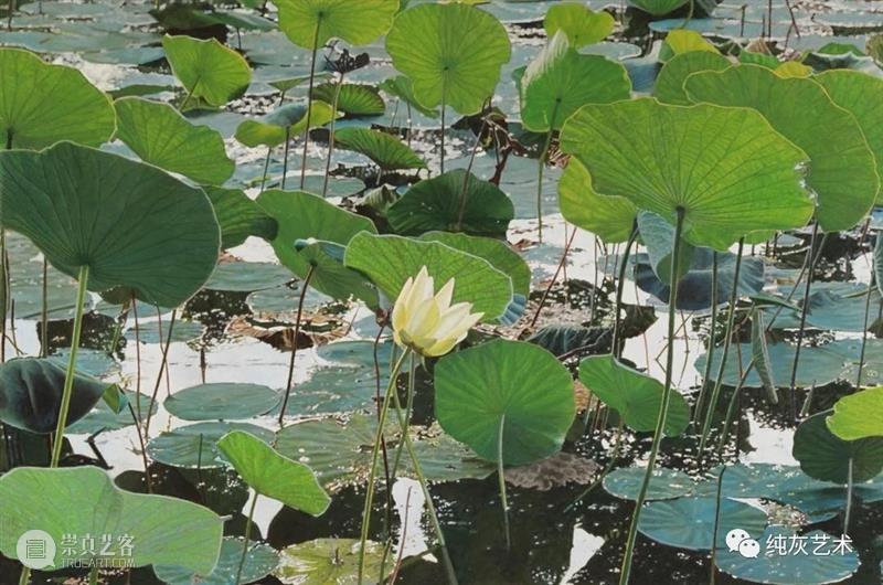 自然光下的写实花卉 自然光 花卉 美国 画家 Jeffrey Vaughn 风景 工作 作品 自然世界 崇真艺客