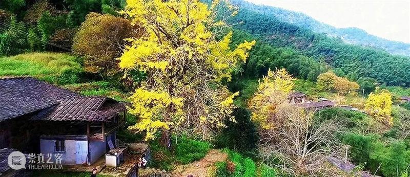 古树、远山、院子，德化古杏山舍民宿 / 厦门泛华·回应建筑工作室 民宿 建筑 古树 远山 院子 厦门泛华 德化 杏山 工作室 赵奕龙 崇真艺客