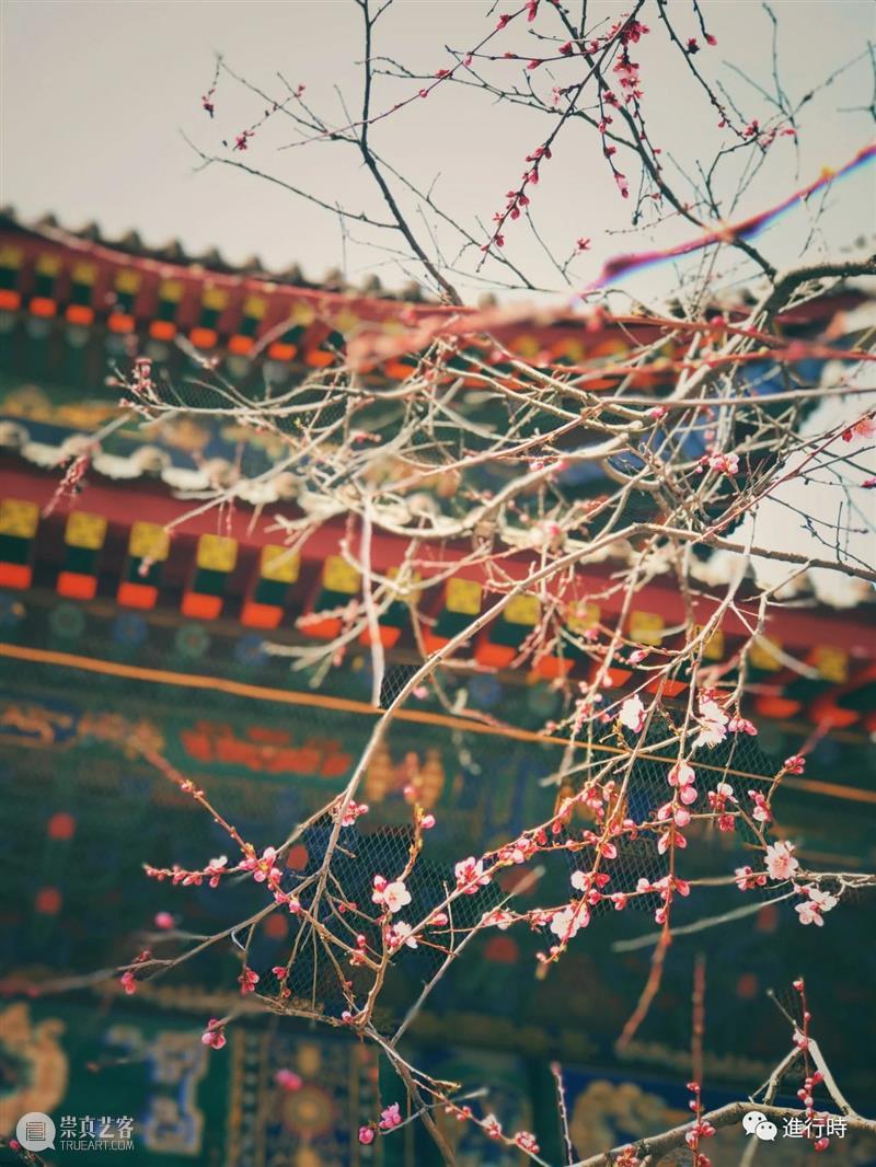 一草一木| 山上白雪皑皑 心中再无四季 山上 心中 旧友 五台山 过往 工作 原因 通讯录 旧识 朋友 崇真艺客