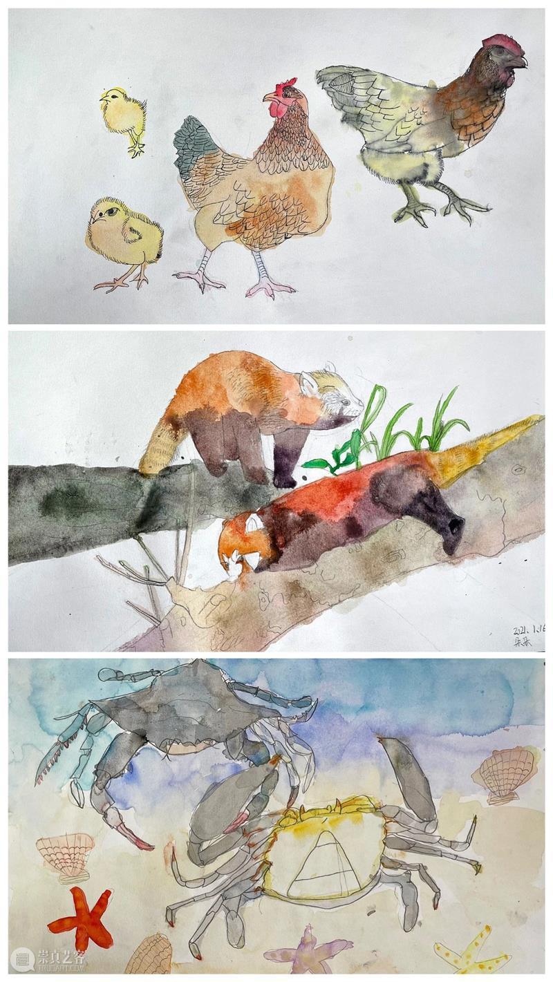 云征集 | “想象力大师”儿童插画大赛投稿作品精选(6)——萌宠动物系列 想象力 大师 儿童 插画 作品 大赛 动物 系列 萌宠 童话 崇真艺客