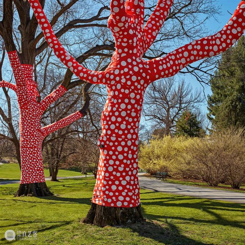 纽约植物园｜草间弥生（Yayoi Kusama）大型展览《宇宙自然》 草间弥生 纽约植物园 宇宙自然 Kusama 宇宙 现场 KUSAMA Nature 地点 日期 崇真艺客