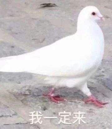 ​朱一龙童瑶《叛逆者》定档；刘烨《守岛人》定档 守岛人 刘烨 朱一龙 童瑶 叛逆者 定档 影视 好剧 小豆 宫哲 崇真艺客