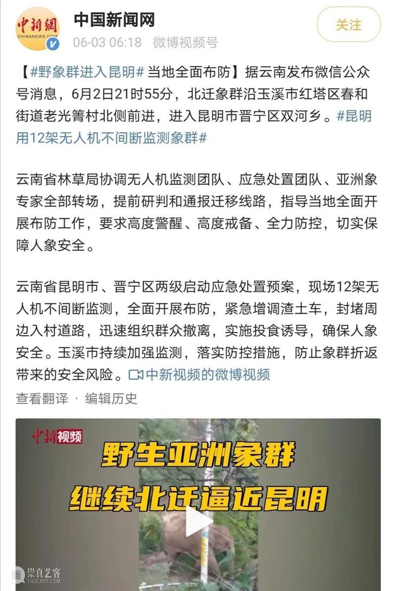 大象,大象,你们去哪里呀? 大象 云南 新闻 农田 经济损失 截图 微博 此事 网络 主播 崇真艺客