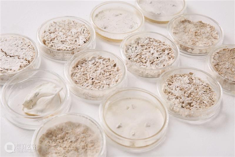 2021中国可持续设计大奖获奖作品|默然滋长:真菌复合材料性能研究与设计应用 大奖 中国 作品 真菌 复合材料 性能 北京当代艺术基金会 BCAF 国际 机构 崇真艺客