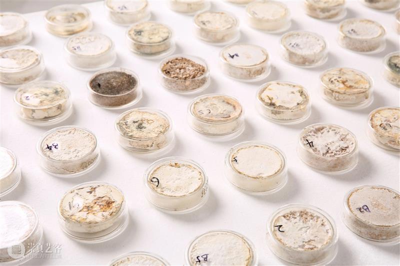 2021中国可持续设计大奖获奖作品|默然滋长:真菌复合材料性能研究与设计应用 大奖 中国 作品 真菌 复合材料 性能 北京当代艺术基金会 BCAF 国际 机构 崇真艺客