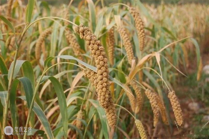 穿越回新石器时代，怎么吃饭？ 新石器时代 小说 古代 现代人 科技 古人 上帝 视角 道理 过去 崇真艺客