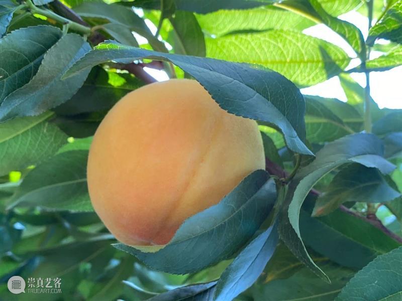 黄桃，你还只吃过罐头里的吗？ 黄桃 罐头 黄桃罐头 市面上 桃香 暴力 厂家 口感 黄金 品种 崇真艺客