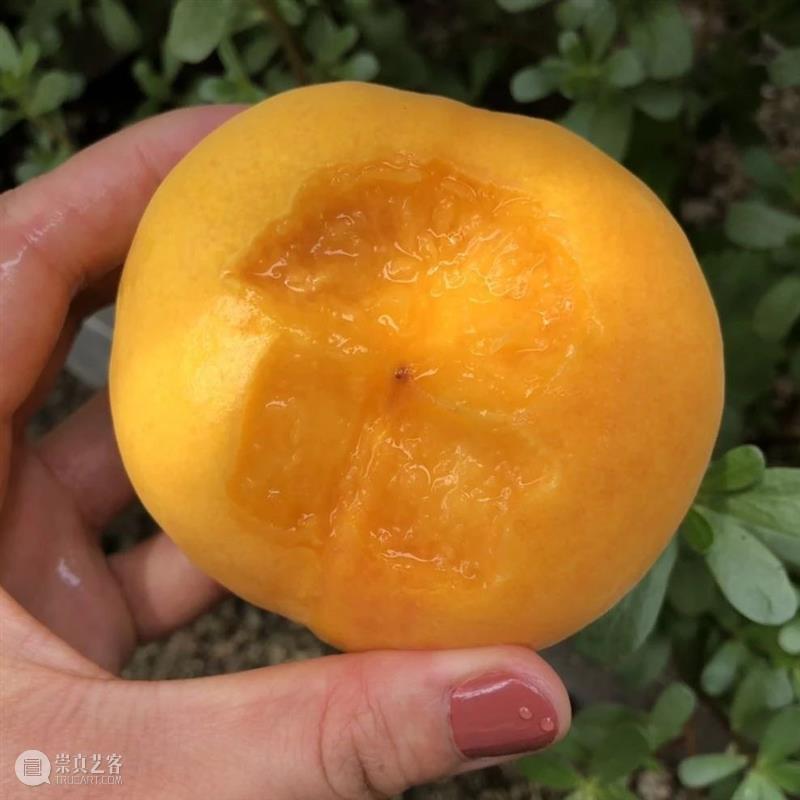 黄桃，你还只吃过罐头里的吗？ 黄桃 罐头 黄桃罐头 市面上 桃香 暴力 厂家 口感 黄金 品种 崇真艺客