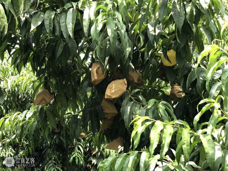 黄桃,你还只吃过罐头里的吗? 黄桃 罐头 黄桃罐头 市面上 桃香 暴力 厂家 口感 黄金 品种 崇真艺客