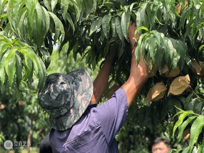 黄桃,你还只吃过罐头里的吗? 黄桃 罐头 黄桃罐头 市面上 桃香 暴力 厂家 口感 黄金 品种 崇真艺客