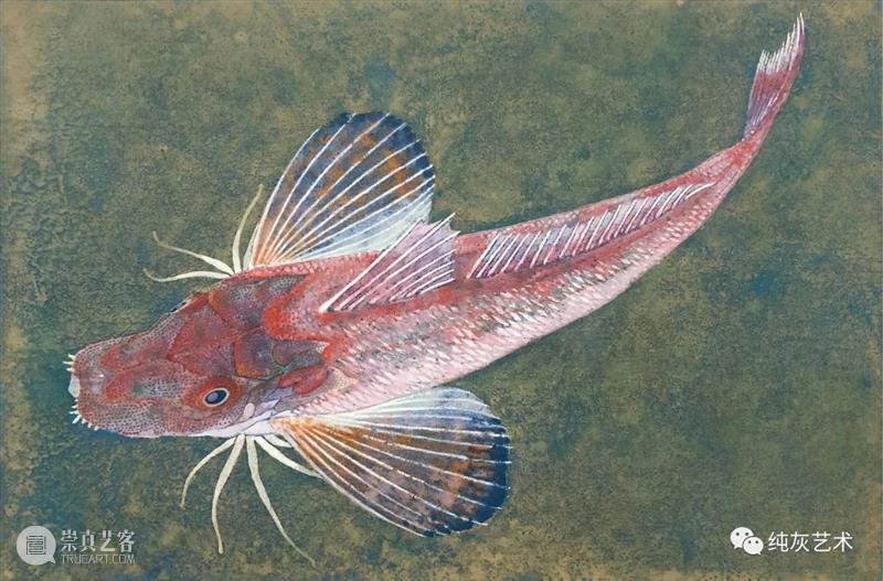 飞禽走兽花鸟鱼虫 飞禽走兽 花鸟 鱼虫 日本 水彩 画家 幸亮太 RYOTA 笔触 动态 崇真艺客