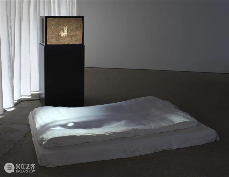 TACB | “畏无所畏”展览闭幕及在线公映 TACB 时代 艺术 中心 柏林 闭幕式 妮娜 德鲁德曼 克拉斯 伯纳 崇真艺客