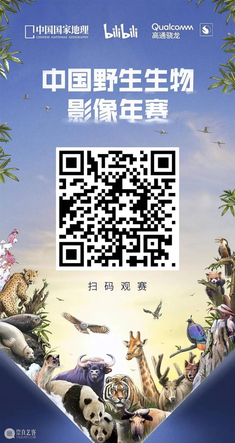 动物界的表情包之王,除了藏狐还有谁? 藏狐 表情 动物界 冠军 步伐 哺乳动物 优秀奖 作品 千钧一发 梁海宏图 崇真艺客