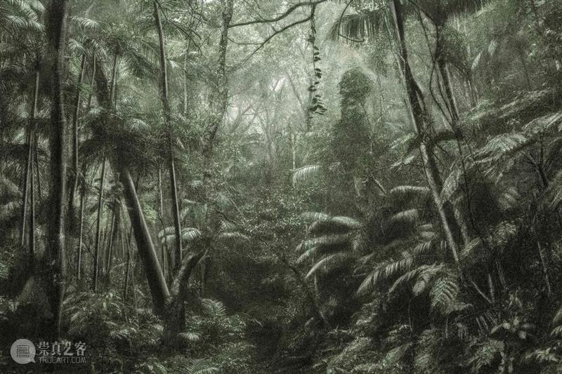 看「树，树」的时候，我们在看什么 热点聚焦  上海当代艺术博物馆 卡地亚当代艺术基金会 树，树 崇真艺客