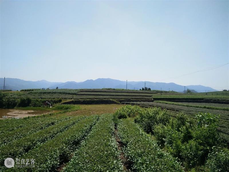 周五，约三五茶友，品这款茶 茶友 浙江 新昌 天姥山 活化石 泠风 兰林 清响 霄崖 润长 崇真艺客