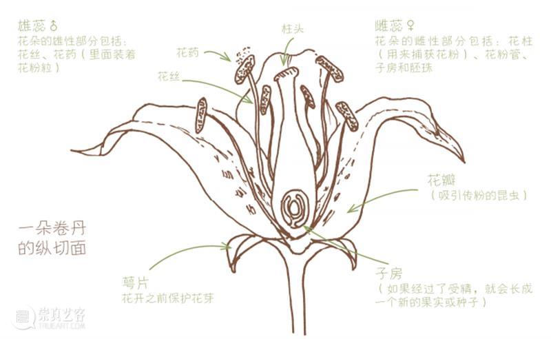 “这年头，真是什么邻居都有！” 邻居 小时候 小伙伴们 邻居们 周围 种子 树叶 野花 果实 宝藏 崇真艺客
