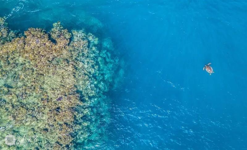 会员专属丨守护“蔚蓝”,等你行动! 会员 专属 行动 海天 一线 SWCAC WWF 地球 世界 海洋生活 崇真艺客