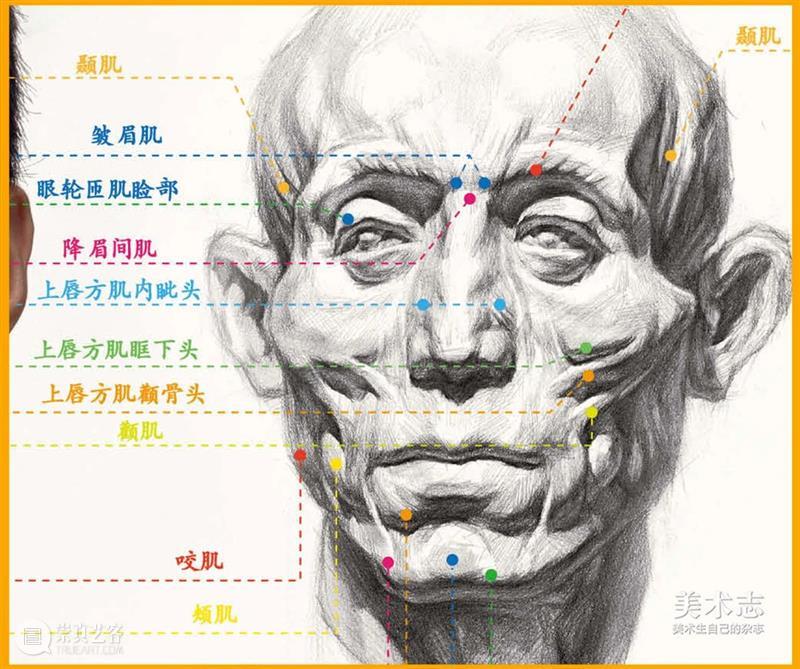 通过【石膏眼睛】学习了解眼睛的结构和特征，千万不要错过 ！ 石膏 眼睛 特征 结构 素描 头像 重点 同学们 心灵 窗户 崇真艺客