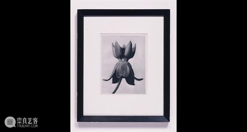 谢丽·利文（Sherrie Levine）|《仿费宁格》（After Feininger）系列介绍 谢丽 Levine 仿费宁格 系列 利文 Sherrie Feininger 以上 动图 局部 崇真艺客