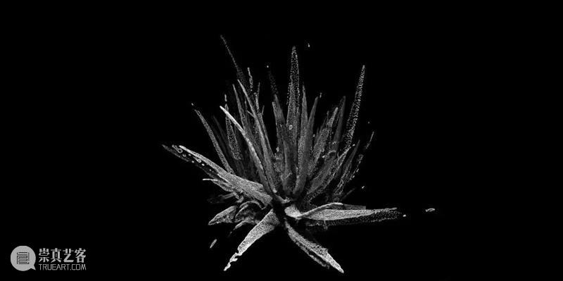科技 | 通过数字世界表达对自然审美的欣赏新方式 世界 数字 方式 自然 科技 上方 中国舞台美术学会 右上 星标 本文 崇真艺客