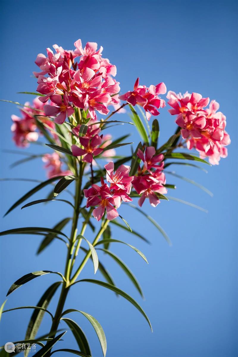 黄花花，红果果，吃完也会躺板板 板板 黄花 红果果 植物 白杆杆 图书 脑子 旋律 许多 菌类 崇真艺客