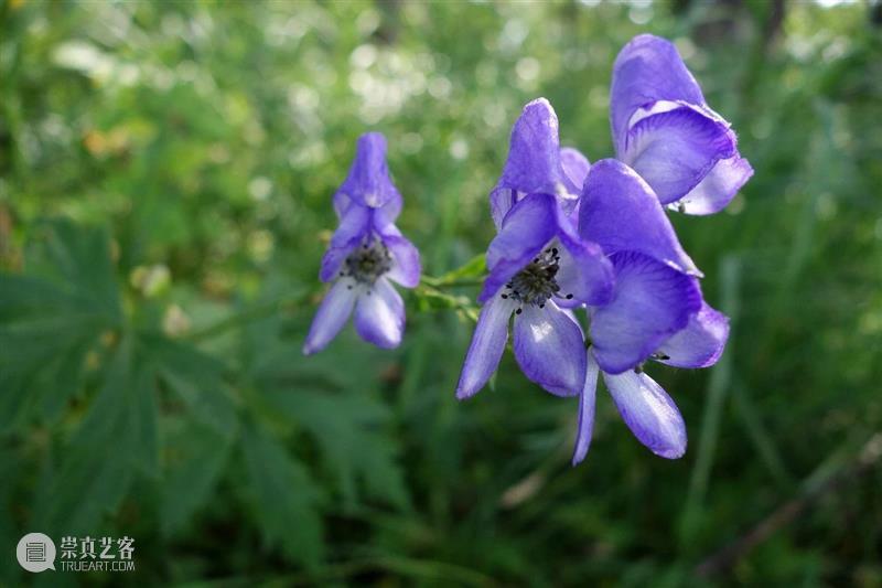 黄花花，红果果，吃完也会躺板板 板板 黄花 红果果 植物 白杆杆 图书 脑子 旋律 许多 菌类 崇真艺客