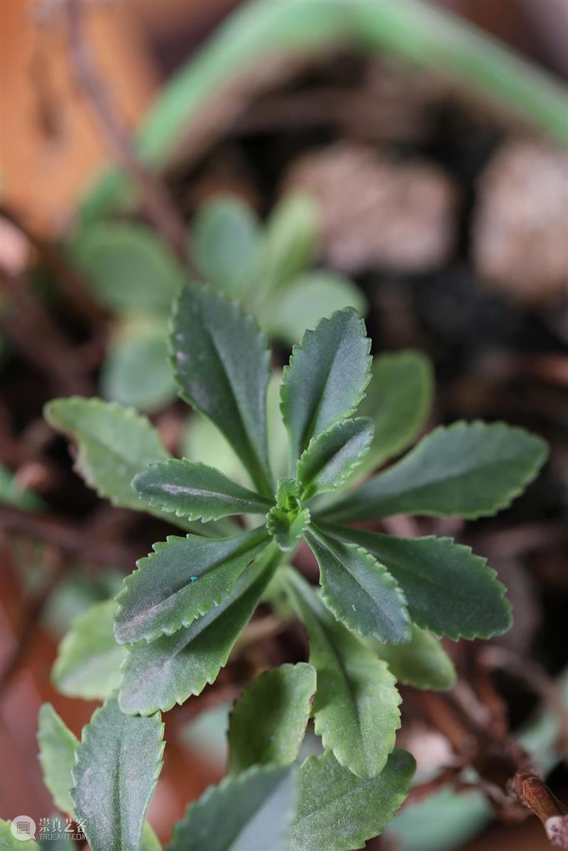 黄花花，红果果，吃完也会躺板板 板板 黄花 红果果 植物 白杆杆 图书 脑子 旋律 许多 菌类 崇真艺客