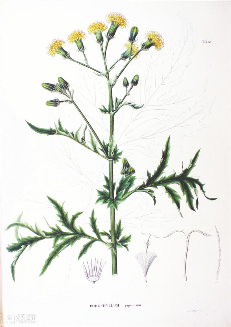 黄花花，红果果，吃完也会躺板板 板板 黄花 红果果 植物 白杆杆 图书 脑子 旋律 许多 菌类 崇真艺客