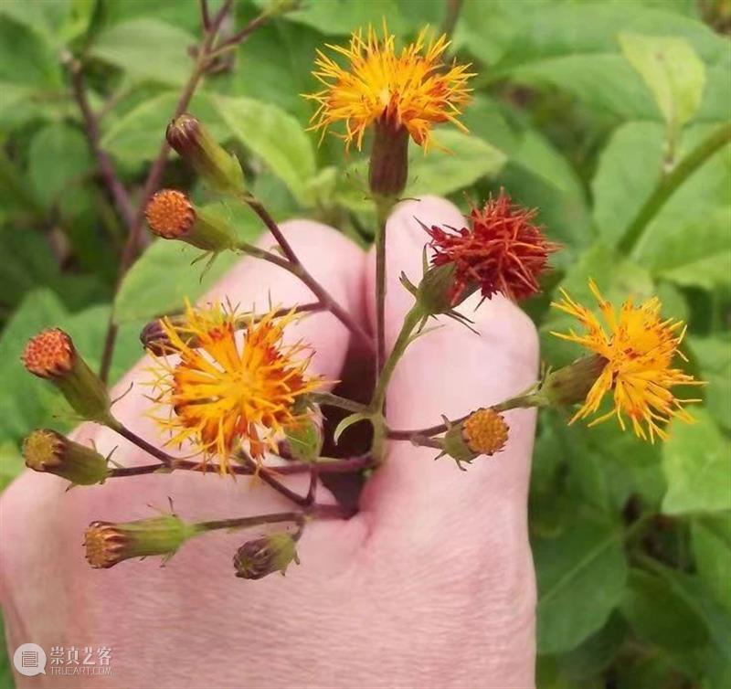 黄花花，红果果，吃完也会躺板板 板板 黄花 红果果 植物 白杆杆 图书 脑子 旋律 许多 菌类 崇真艺客