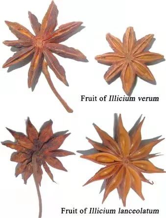 黄花花，红果果，吃完也会躺板板 板板 黄花 红果果 植物 白杆杆 图书 脑子 旋律 许多 菌类 崇真艺客