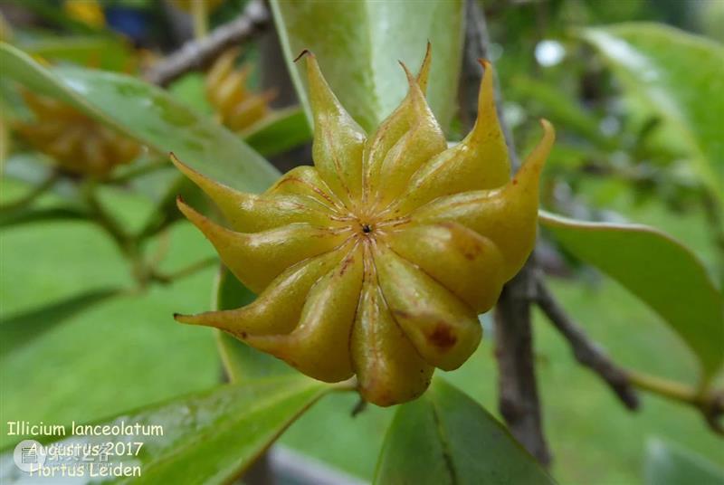 黄花花，红果果，吃完也会躺板板 板板 黄花 红果果 植物 白杆杆 图书 脑子 旋律 许多 菌类 崇真艺客
