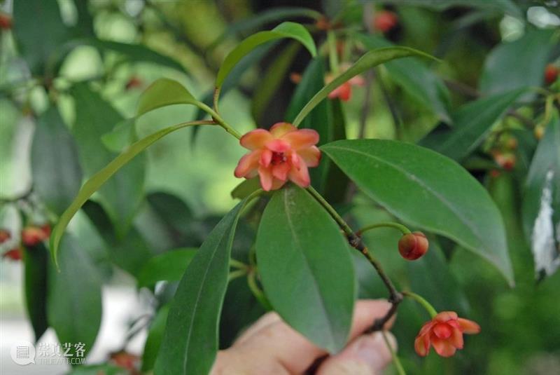 黄花花，红果果，吃完也会躺板板 板板 黄花 红果果 植物 白杆杆 图书 脑子 旋律 许多 菌类 崇真艺客