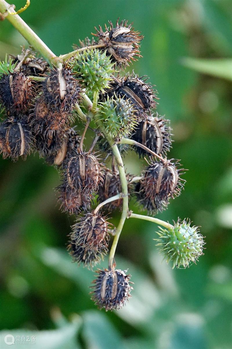 黄花花，红果果，吃完也会躺板板 板板 黄花 红果果 植物 白杆杆 图书 脑子 旋律 许多 菌类 崇真艺客