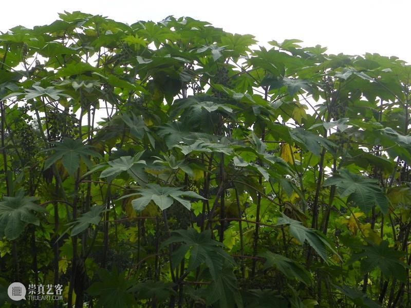 黄花花，红果果，吃完也会躺板板 板板 黄花 红果果 植物 白杆杆 图书 脑子 旋律 许多 菌类 崇真艺客