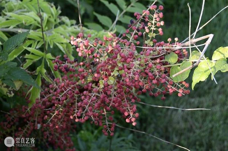 黄花花，红果果，吃完也会躺板板 板板 黄花 红果果 植物 白杆杆 图书 脑子 旋律 许多 菌类 崇真艺客