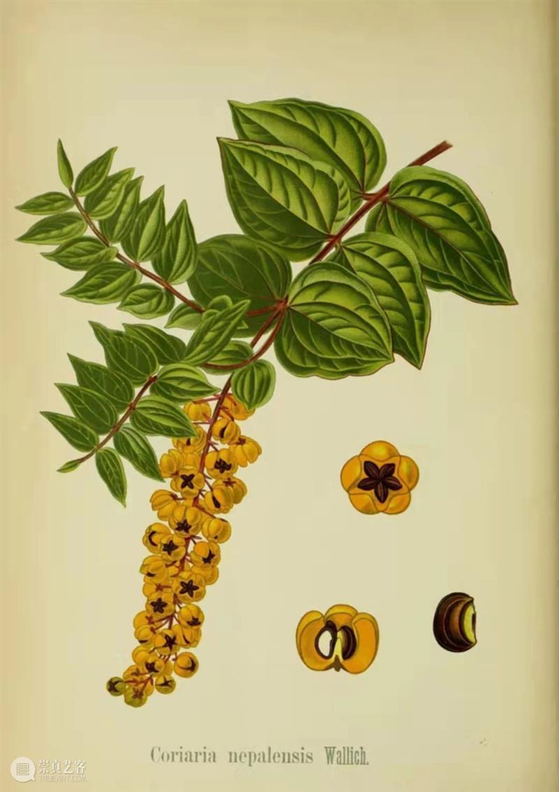 黄花花，红果果，吃完也会躺板板 板板 黄花 红果果 植物 白杆杆 图书 脑子 旋律 许多 菌类 崇真艺客