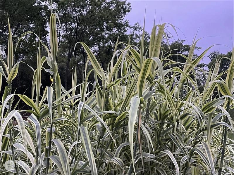协同共创 | 招募:成为2021麓客群展的一部分 客群展 一部分 朋友 话题 麓湖 社区 艺术 开幕式 环节 艺术家 崇真艺客