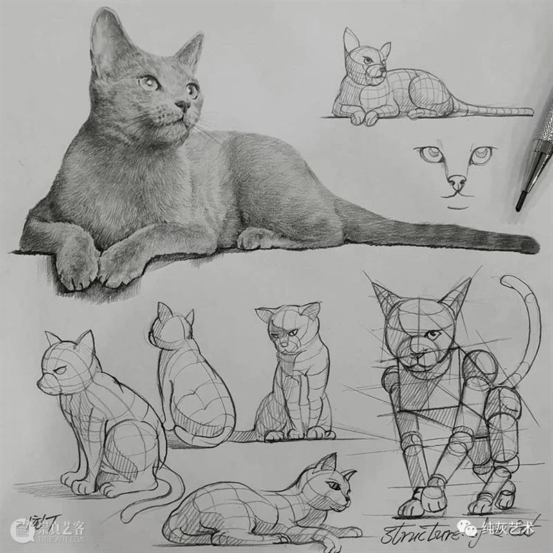 这样拆解画动物素描 素描 动物 韩国 艺术家 美术 老师 anjjaemi 作品 一幅画 结构 崇真艺客