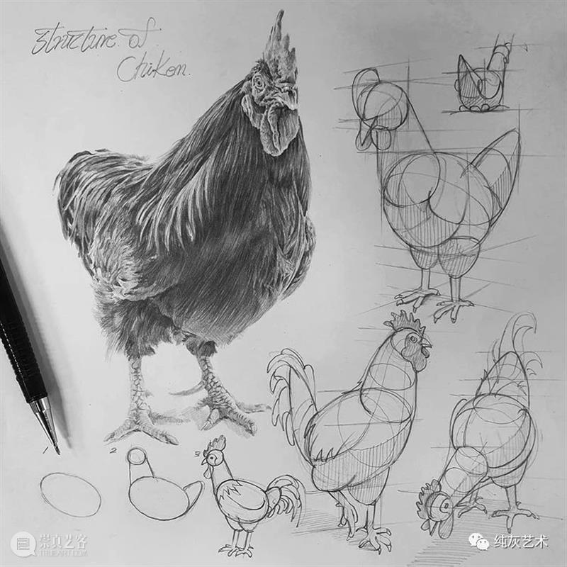 这样拆解画动物素描 素描 动物 韩国 艺术家 美术 老师 anjjaemi 作品 一幅画 结构 崇真艺客