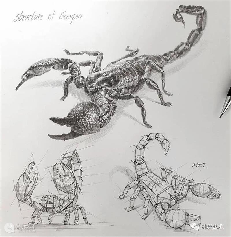 这样拆解画动物素描 素描 动物 韩国 艺术家 美术 老师 anjjaemi 作品 一幅画 结构 崇真艺客