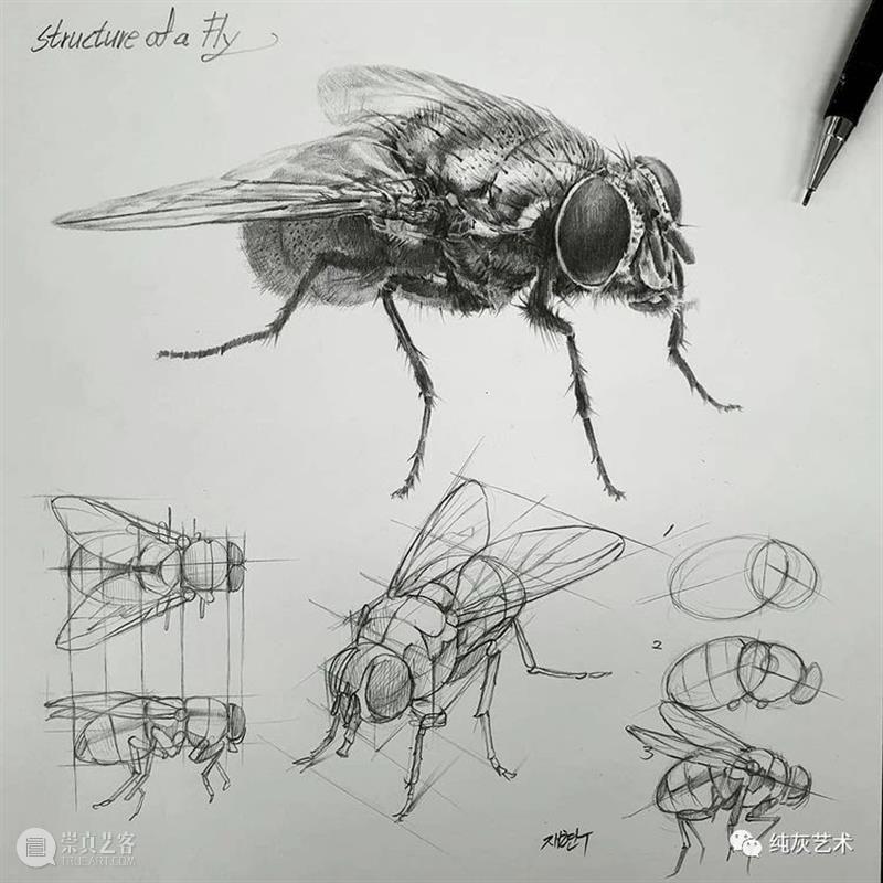 这样拆解画动物素描 素描 动物 韩国 艺术家 美术 老师 anjjaemi 作品 一幅画 结构 崇真艺客