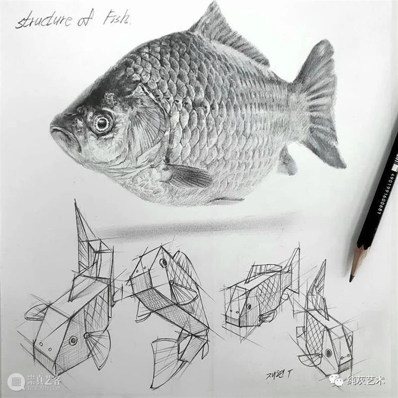 这样拆解画动物素描 素描 动物 韩国 艺术家 美术 老师 anjjaemi 作品 一幅画 结构 崇真艺客