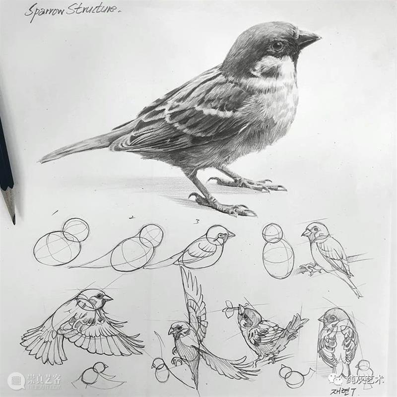 这样拆解画动物素描 素描 动物 韩国 艺术家 美术 老师 anjjaemi 作品 一幅画 结构 崇真艺客