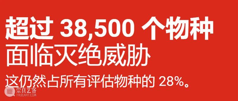 红色警报！更新的濒危物种红色名录，传递了什么信息？ 物种 红色 名录 信息 警报 动物 长颈鹿 视觉中国 联合国 生物 崇真艺客