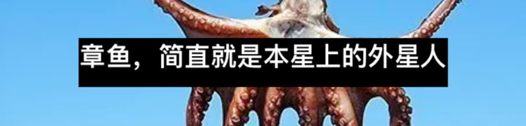 为啥章鱼会互喷（扔）东西？ 章鱼 东西 同行 澳大利亚 之间 碎石 Smith 利维坦 双鱼 西班牙 崇真艺客