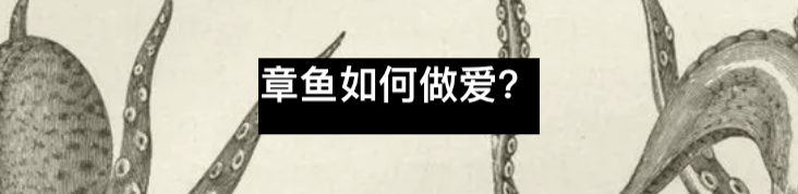 为啥章鱼会互喷（扔）东西？ 章鱼 东西 同行 澳大利亚 之间 碎石 Smith 利维坦 双鱼 西班牙 崇真艺客