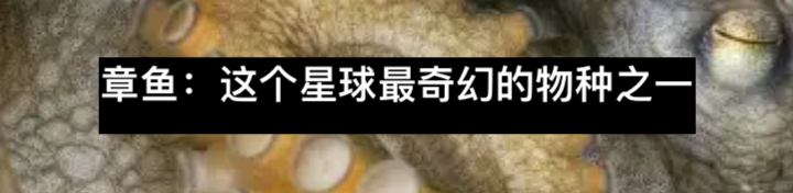 为啥章鱼会互喷（扔）东西？ 章鱼 东西 同行 澳大利亚 之间 碎石 Smith 利维坦 双鱼 西班牙 崇真艺客