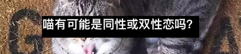 “招财猫”背后迷人的历史 招财猫 历史 背后 吉祥猫 财猫 亚洲 企业 特征 洗面 酉阳杂俎 崇真艺客