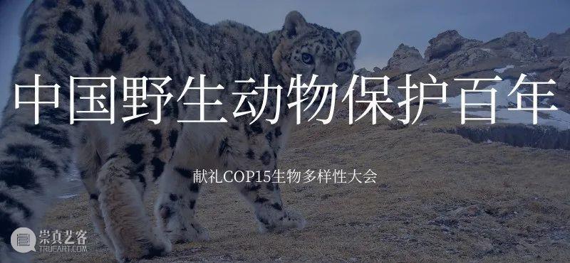 COP15倒计时8天，保护生物多样性，我们需要你的加入 生物 多样性 倒计时 中国 雄心 国家 地理 图书 联合国 环境 崇真艺客